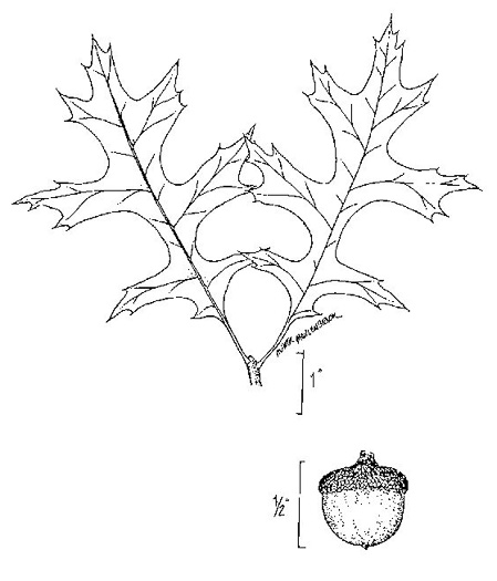 image of Quercus palustris, Pin Oak