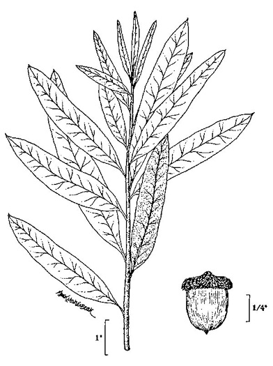 drawing of Quercus phellos, Willow Oak, "Pin Oak"