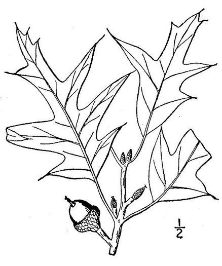 drawing of Quercus falcata, Southern Red Oak, Spanish Oak