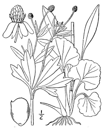 image of Ranunculus abortivus, Kidneyleaf Buttercup, Small-flowered Buttercup, Kidney-leaved Crowfoot, Small-flowered Crowfoot