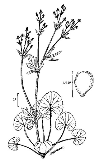 image of Ranunculus abortivus, Kidneyleaf Buttercup, Small-flowered Buttercup, Kidney-leaved Crowfoot, Small-flowered Crowfoot