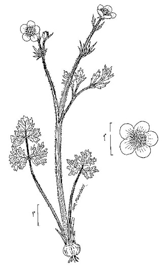 image of Ranunculus bulbosus, Bulbous Buttercup