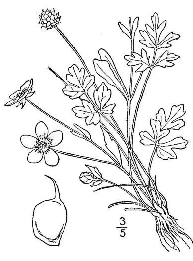 drawing of Ranunculus fascicularis, Early Buttercup, Thick-root Butterdup
