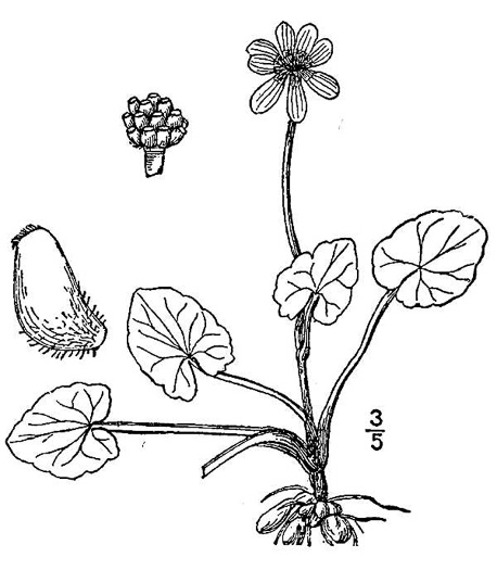 image of Ficaria verna ssp. ficariiformis, Fig Buttercup, Lesser Celandine, Pilewort