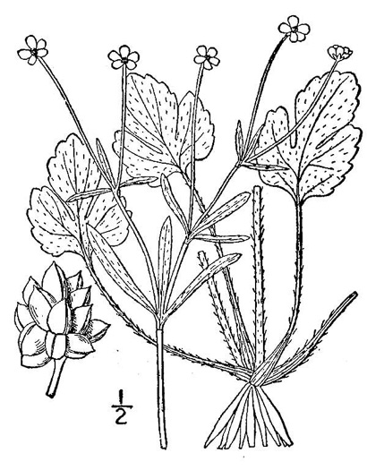 drawing of Ranunculus micranthus, Small-flowered Buttercup, Rock Buttercup