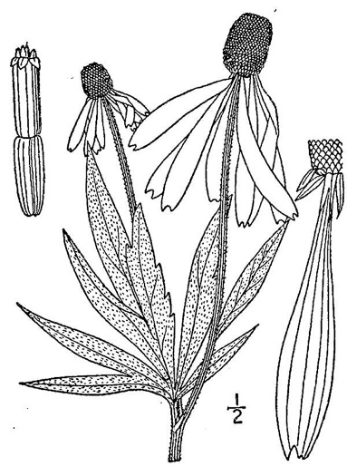 image of Ratibida pinnata, Grey-headed Coneflower, Globular Prairie Coneflower, Drooping Coneflower