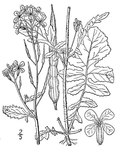 drawing of Raphanus raphanistrum ssp. raphanistrum, Wild Radish, Jointed Charlock, White Charlock