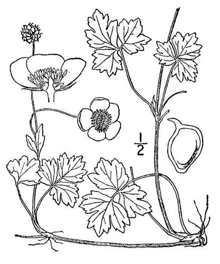 image of Ranunculus repens, Creeping Buttercup, Meg-many-feet