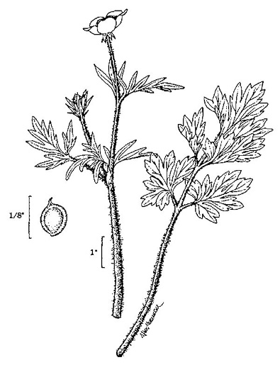 image of Ranunculus repens, Creeping Buttercup, Meg-many-feet