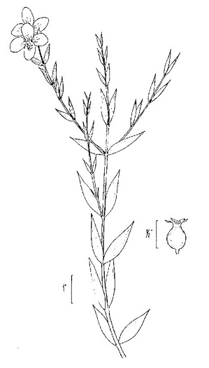 drawing of Rhexia alifanus, Smooth Meadowbeauty, Savanna Meadowbeauty