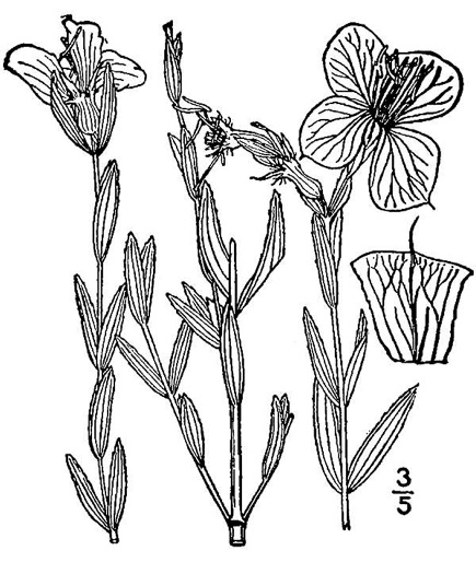 drawing of Rhexia aristosa, Awned Meadowbeauty, Bristly Meadowbeauty
