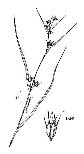 image of Rhynchospora capitellata, Brownish Beaksedge