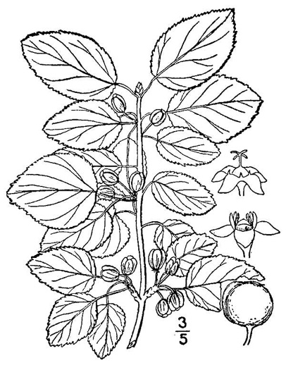 image of Rhamnus cathartica, Common Buckthorn, European Buckthorn