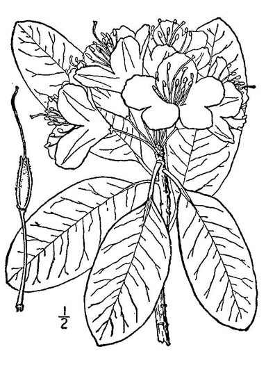 drawing of Rhododendron catawbiense, Catawba Rhododendron, Mountain Rosebay, Purple Laurel, Pink Laurel