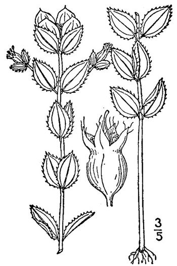 drawing of Rhexia petiolata, Ciliate Meadowbeauty, Short Meadowbeauty, Fringed Meadowbeauty, Bog Meadowbeauty