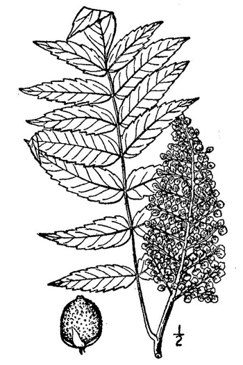 image of Rhus glabra, Smooth Sumac, Common Sumac