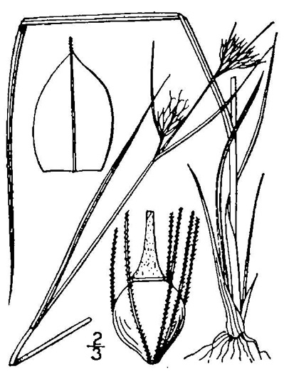 image of Rhynchospora gracilenta, Slender Beaksedge