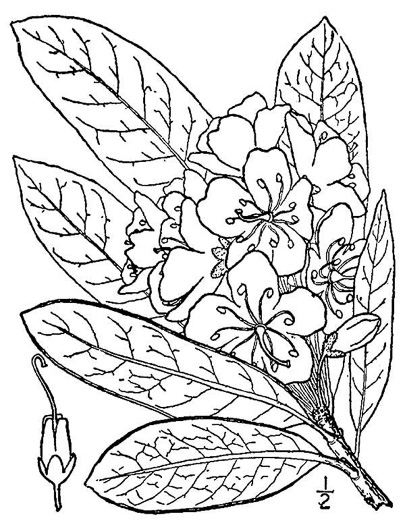drawing of Rhododendron maximum, Rosebay Rhododendron, Great Laurel, White Rosebay, Great Rhododendron