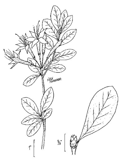 image of Rhododendron viscosum var. montanum, Clammy Azalea