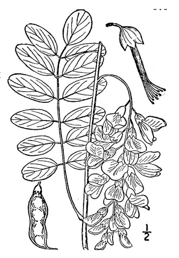 drawing of Robinia pseudoacacia, Black Locust