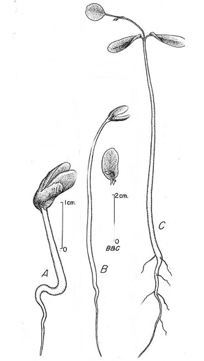 image of Robinia pseudoacacia, Black Locust