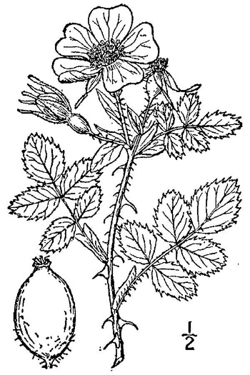 drawing of Rosa rubiginosa, Sweetbriar Rose, Eglantine Rose