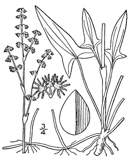 image of Acetosa acetosella, Sheep Sorrel, Red Dock, Sourgrass, Field Sorrel