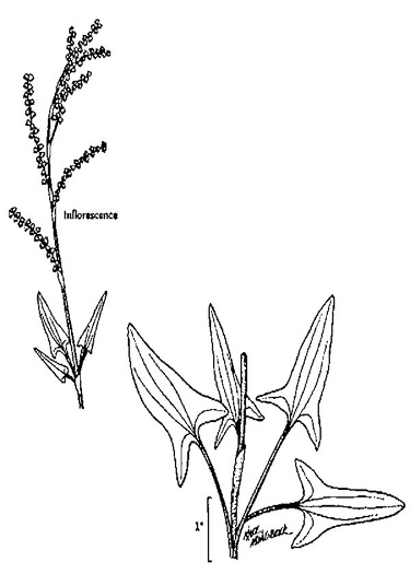 drawing of Acetosa acetosella, Sheep Sorrel, Red Dock, Sourgrass, Field Sorrel