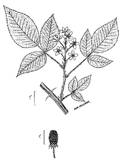 image of Rubus pensilvanicus, Pennsylvania Blackberry, Highbush Blackberry, Southern Blackberry