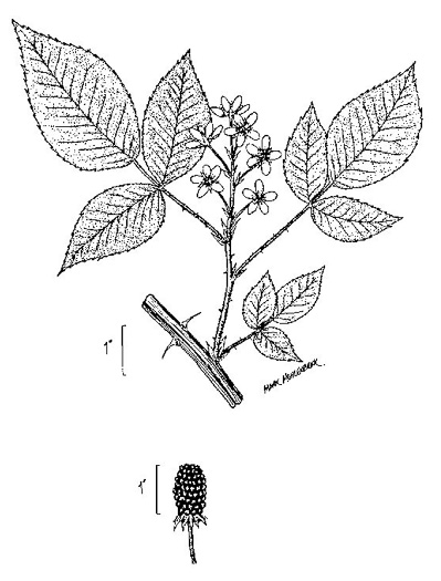 image of Rubus pensilvanicus, Pennsylvania Blackberry, Highbush Blackberry, Eastern Blackberry, Southern Blackberry