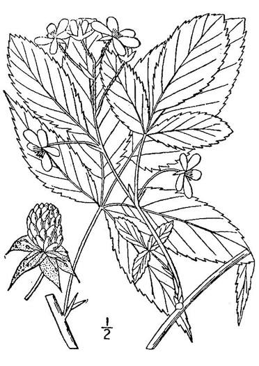 drawing of Rubus canadensis, Thornless Blackberry, Smooth Blackberry