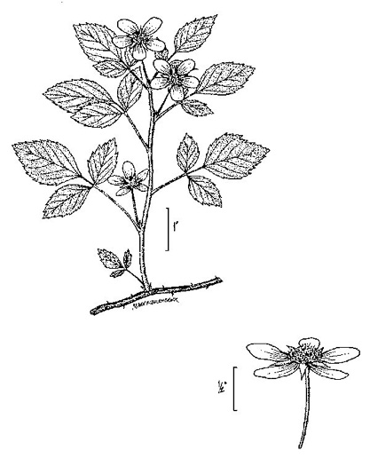 image of Rubus flagellaris, Common Dewberry, Northern Dewberry