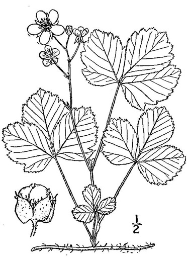 Rubus hispidus, Swamp Dewberry, Bristly Dewberry