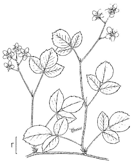 image of Rubus hispidus, Swamp Dewberry, Bristly Dewberry