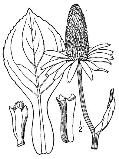 image of Rudbeckia maxima, Giant Coneflower