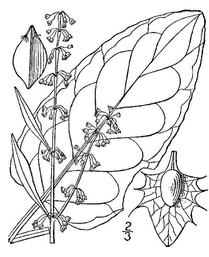 drawing of Rumex obtusifolius, Bitter Dock, Broadleaf Dock