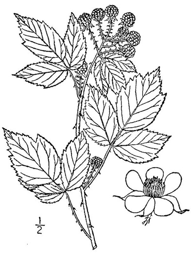 drawing of Rubus occidentalis, Black Raspberry