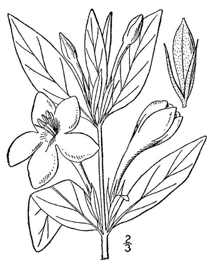 image of Ruellia strepens, Limestone Wild-petunia, Glade Wild-petunia, Smooth Wild-petunia