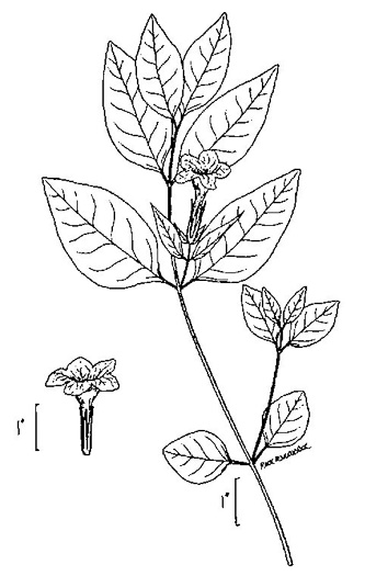 drawing of Ruellia strepens, Limestone Wild-petunia, Glade Wild-petunia, Smooth Wild-petunia