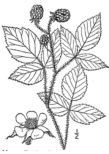 image of Rubus idaeus var. strigosus, Red Raspberry, American Red Raspberry