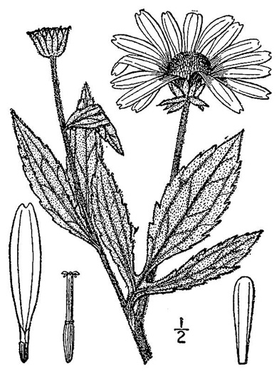 image of Rudbeckia subtomentosa, Sweet Coneflower