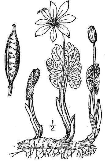 image of Sanguinaria canadensis, Bloodroot, Red Puccoon