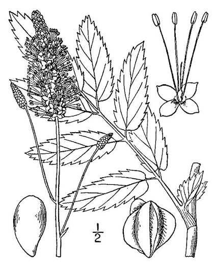 image of Sanguisorba canadensis, Canada Burnet, American Burnet, White Burnet