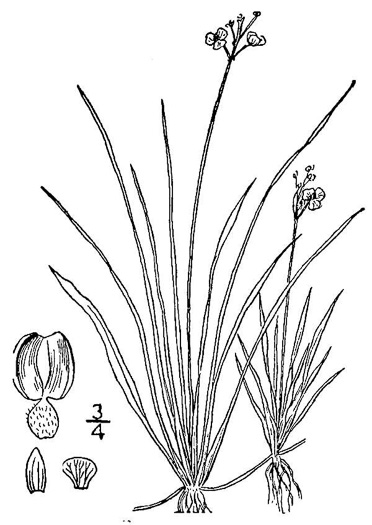 drawing of Sagittaria graminea, Grassleaf Arrowhead, Grassy Arrowhead