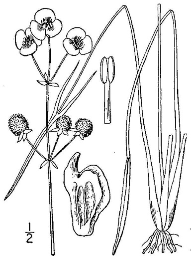 drawing of Sagittaria engelmanniana, Engelmann's Arrowhead, Blackwater Arrowhead