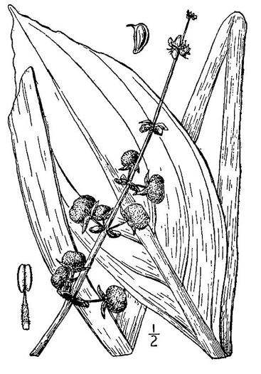 drawing of Sagittaria lancifolia var. media, Scimitar Arrowhead, Bulltongue Arrowhead