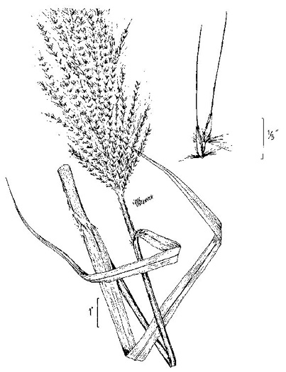 image of Erianthus giganteus, Sugarcane Plumegrass, Giant Plumegrass