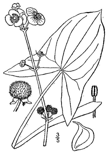 drawing of Sagittaria latifolia +, Broadleaf Arrowhead, Duck Potato, Common Arrowhead