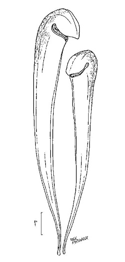 drawing of Sarracenia minor var. minor, Hooded Pitcherplant
