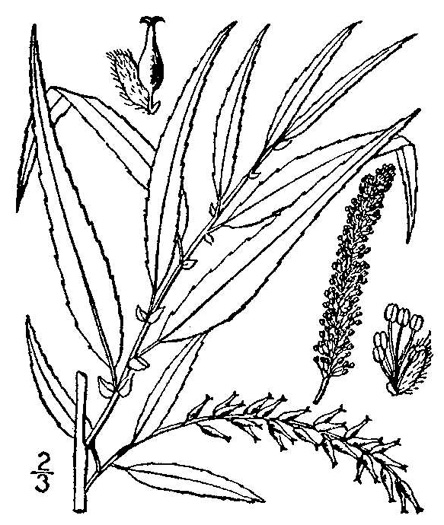 drawing of Salix nigra, Black Willow